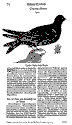 Beschreibung des Mauerseglers - sehr amüsant zu lesen - Die Abbildung zeigt eher eine Taube als einen Segler