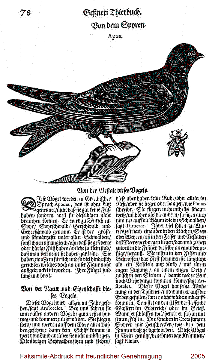Eine Rarität! Beschreibung des Mauerseglers in Geßner's Vogelbuch von 1669